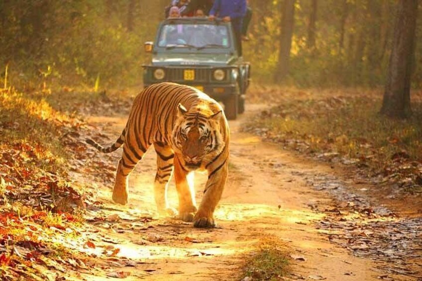 Tiger in RanthaTiger 2