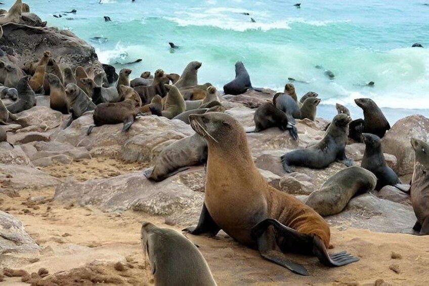 A group of seals on a rocky beach with the ocean in the background. 4