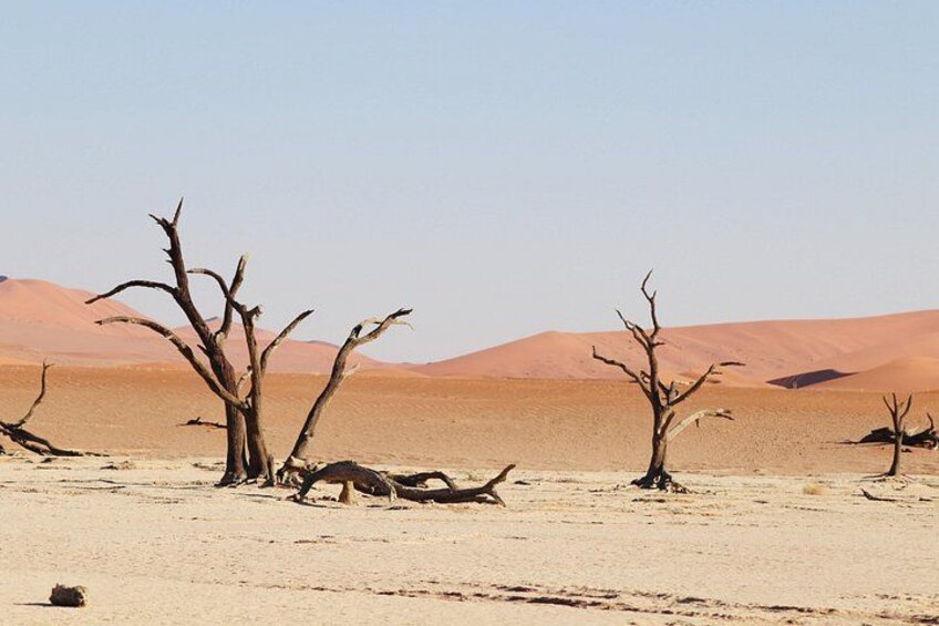 A desert landscape with sparse vegetation, including dead trees and a sandy terrain. 4