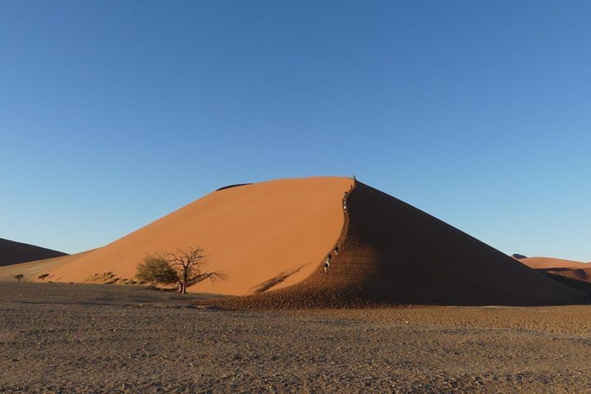 A large sand dune with a sparse tree in the foreground. 1