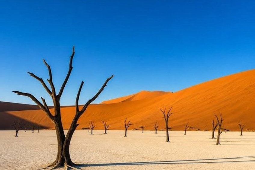 A desert landscape with sand dunes and a prominent dead tree in the foreground. 2