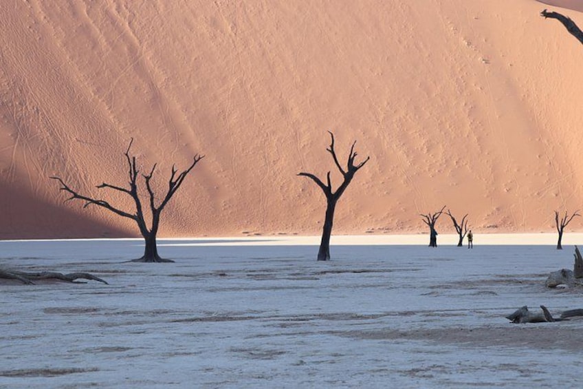 A desert landscape with a large sand dune in the background and several leafless trees in the foreground. 5