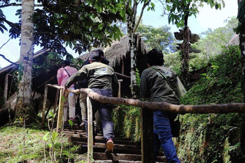 People climbing a wooden staircase surrounded by lush greenery. 2