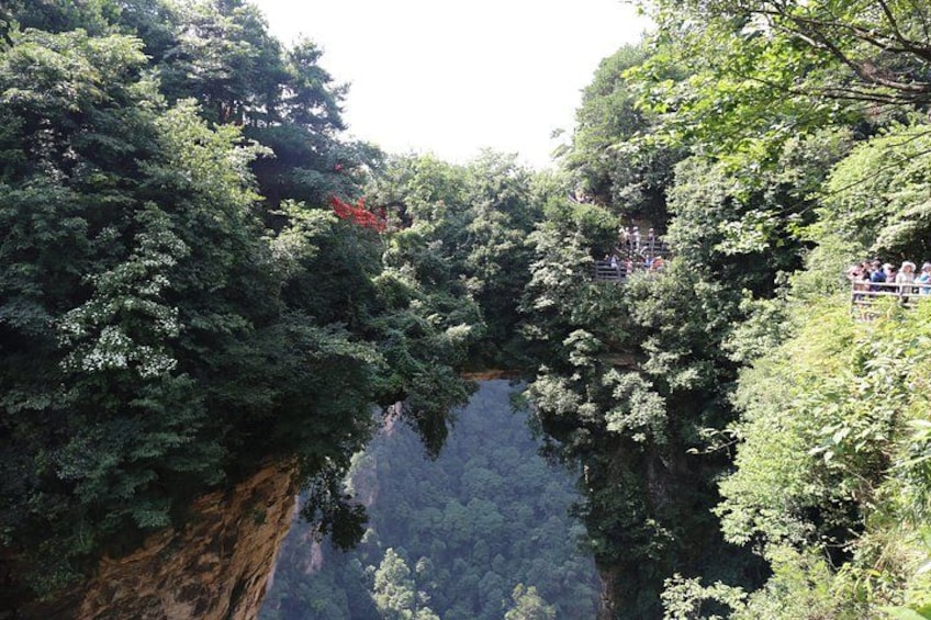 Glass Bridge,Yuanjiajie Avatar Mountain&Tianzi Mountain day tour 2