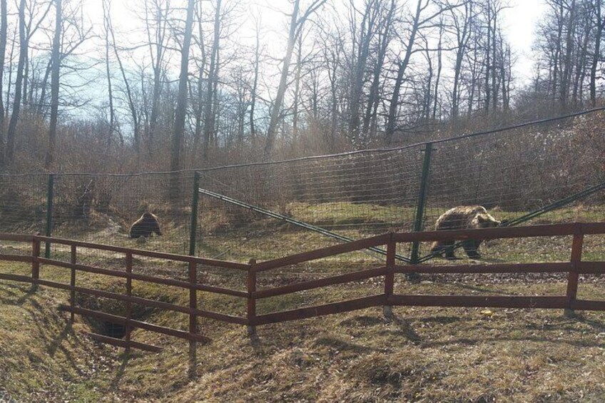 LiBearty Bear Sanctuary Zarnesti Small-Group Trip from Brasov 1