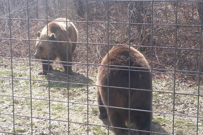 LiBearty Bear Sanctuary Zarnesti Small-Group Trip from Brasov 4