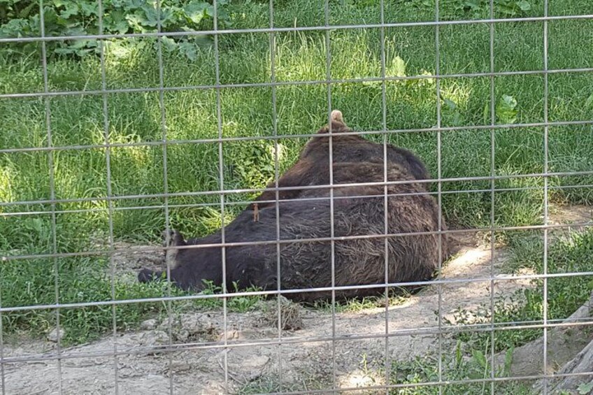 LiBearty Bear Sanctuary Zarnesti Small-Group Trip from Brasov 3