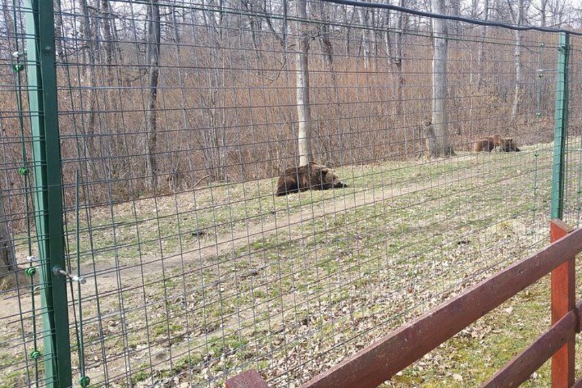 LiBearty Bear Sanctuary Zarnesti Small-Group Trip from Brasov 5