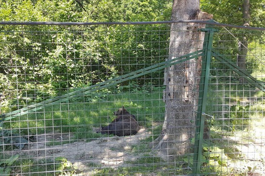 LiBearty Bear Sanctuary Zarnesti Small-Group Trip from Brasov 2