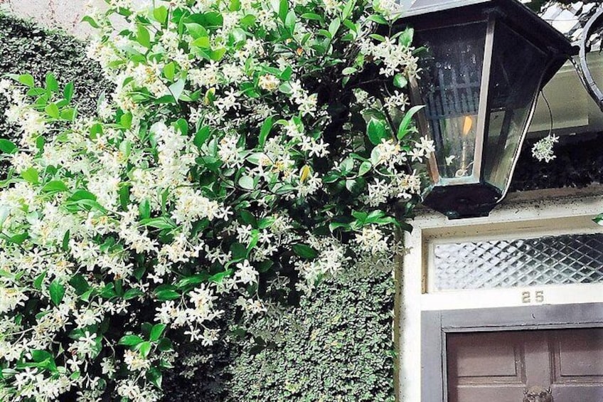 State flower, Confederate Jasmine can be seen peeking through Charleston's gates 5