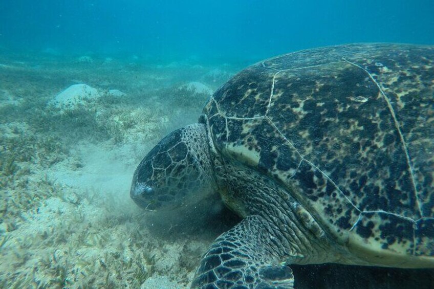 Day trip Snorkel or Dive with Dugong and Turtles