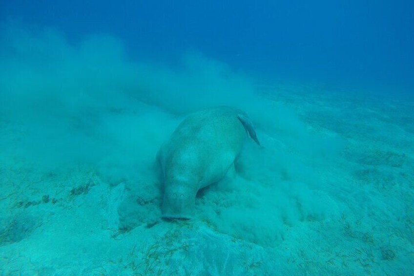 Dive with Dugong and Turtles