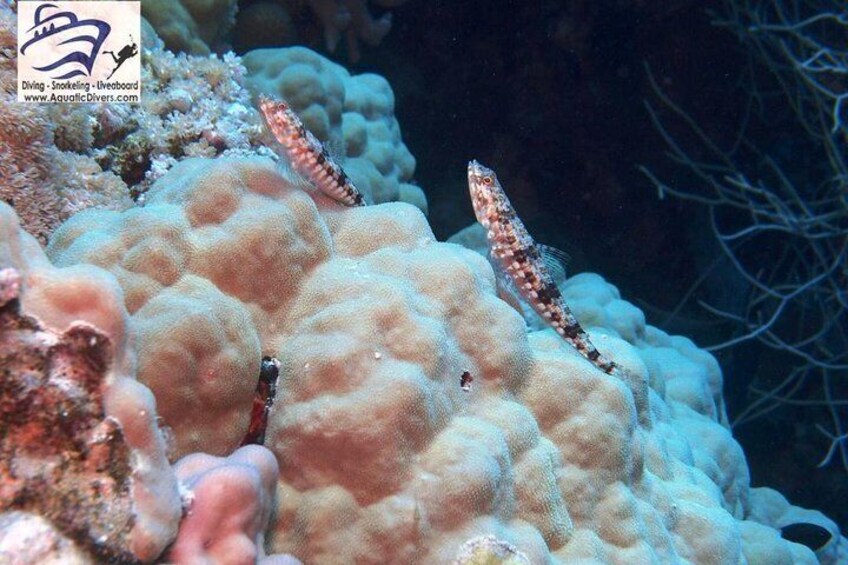 One dive at the house reef in utopia bay