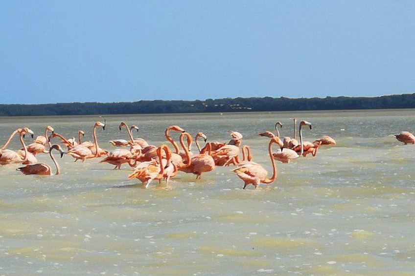 Cenote Suytun & Rio Lagartos & Las Coloradas 3