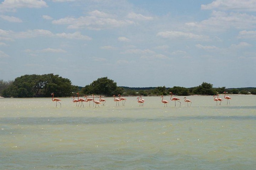 Cenote Suytun & Rio Lagartos & Las Coloradas 4