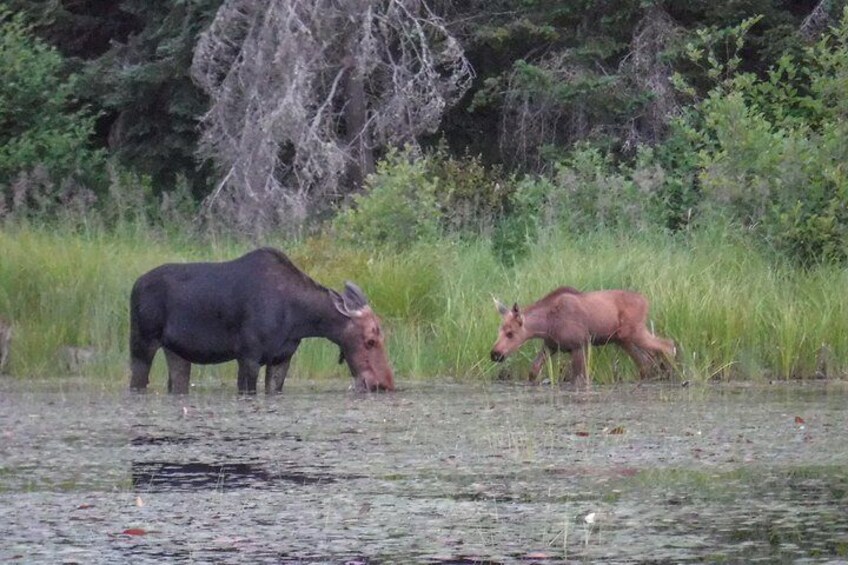 3 Day Algonquin Park Canoe Trip - Moose & Beaver Safari 5