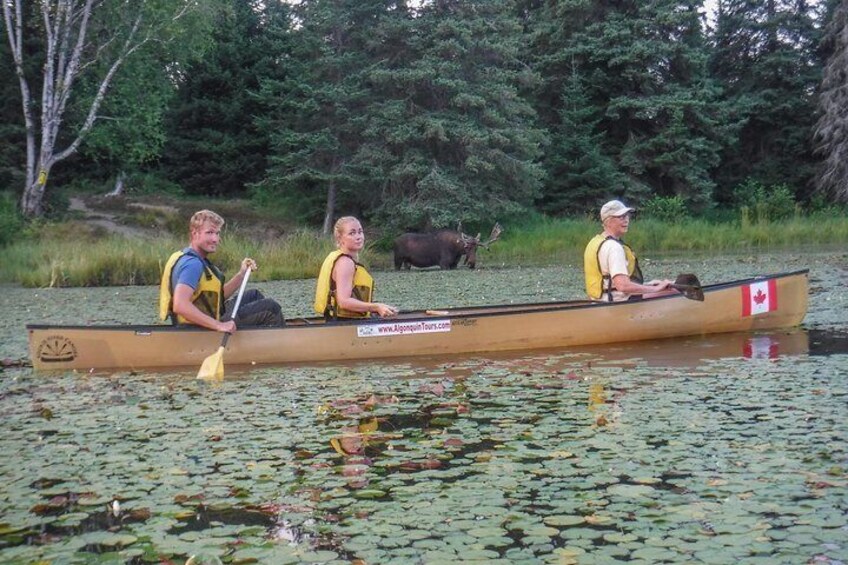 3 Day Algonquin Park Canoe Trip - Moose & Beaver Safari 1