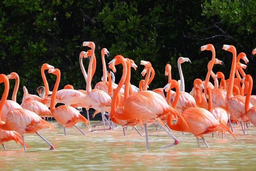 3 days discovering the Best of Merida. Visit Uxmal, Celestun and Chichen Itza 1