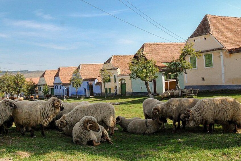 A flock of sheep grazing in a grassy field with traditional buildings in the background. 1