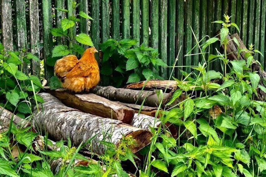A chicken on a log surrounded by green foliage. 1