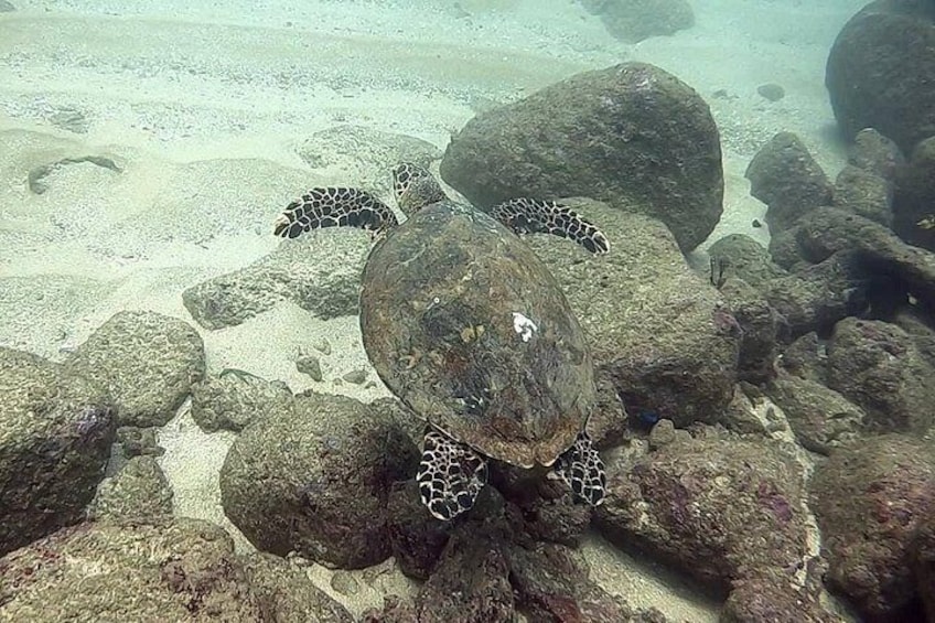 Scuba Diving at Unawatuna 2
