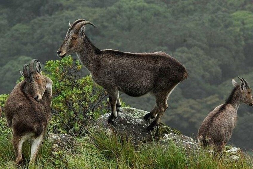 Three mountain goats on a grassy slope with a forested background. 1