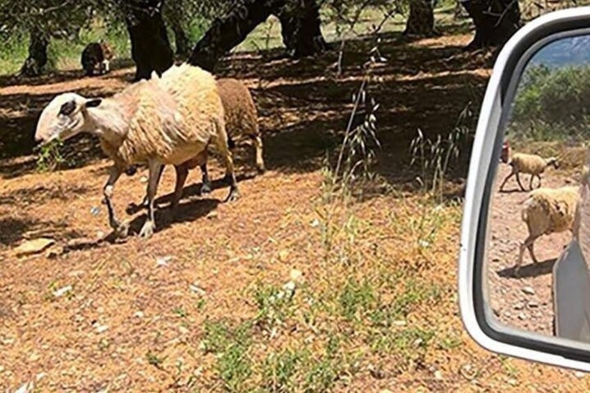 A camel and sheep grazing in a dry, grassy area with trees in the background. 2