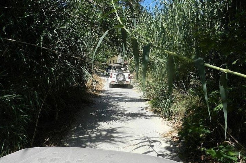 A vehicle on a narrow, unpaved road surrounded by dense vegetation. 3