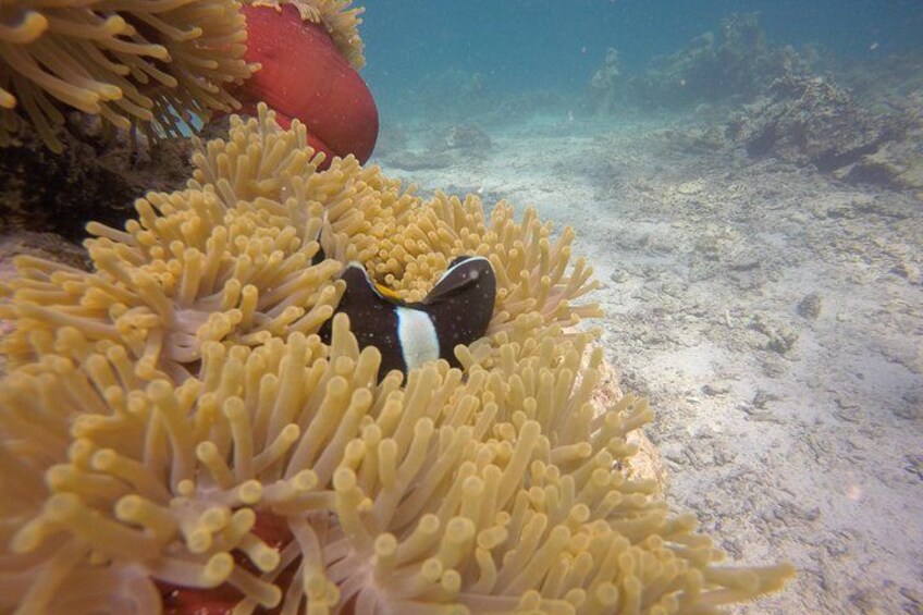 Exploration dives 4