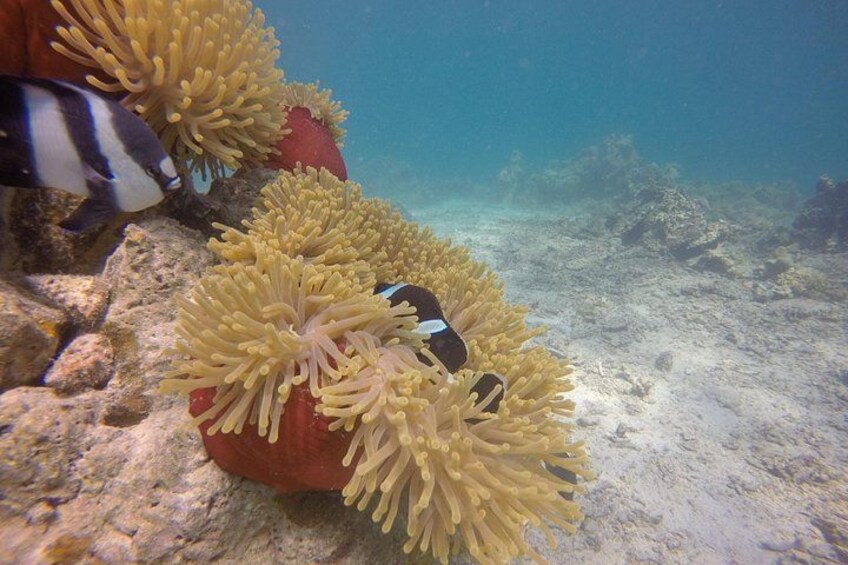 Exploration dives 5