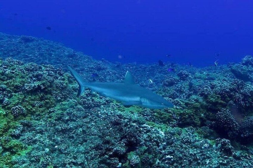 Exploration dives 2