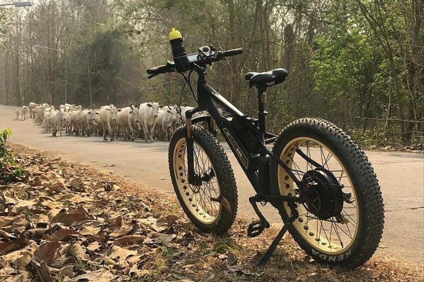 A mountain bike parked on a dirt road with a herd of cattle in the background. 2