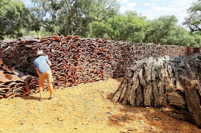 A man standing next to a large pile of red logs, with a tree stump and a dirt ground. 1