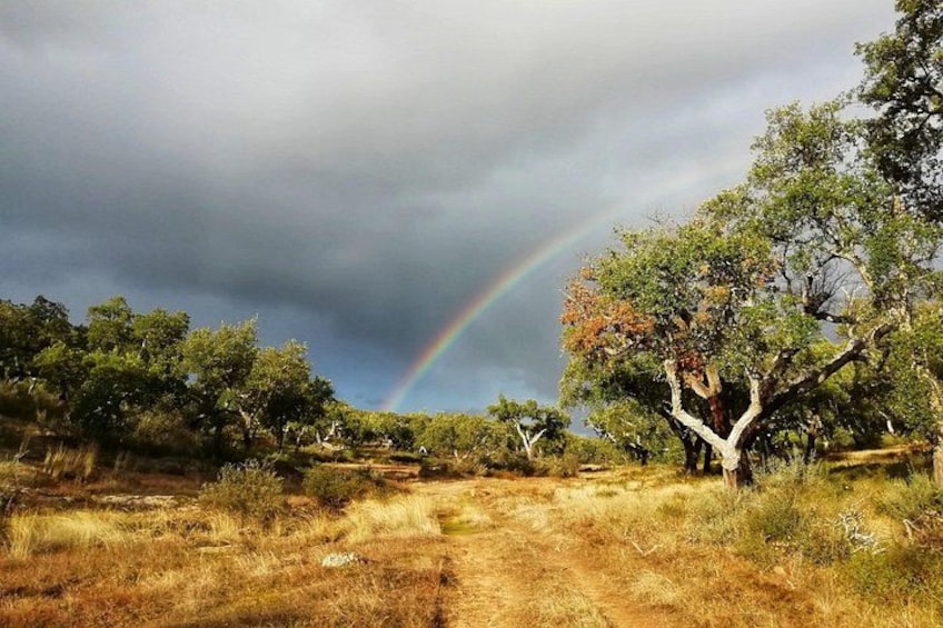 A landscape with a rainbow, trees, and a grassy field. 4