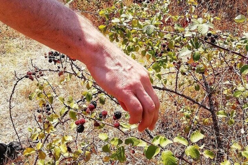 A hand reaching for berries on a bush. 2
