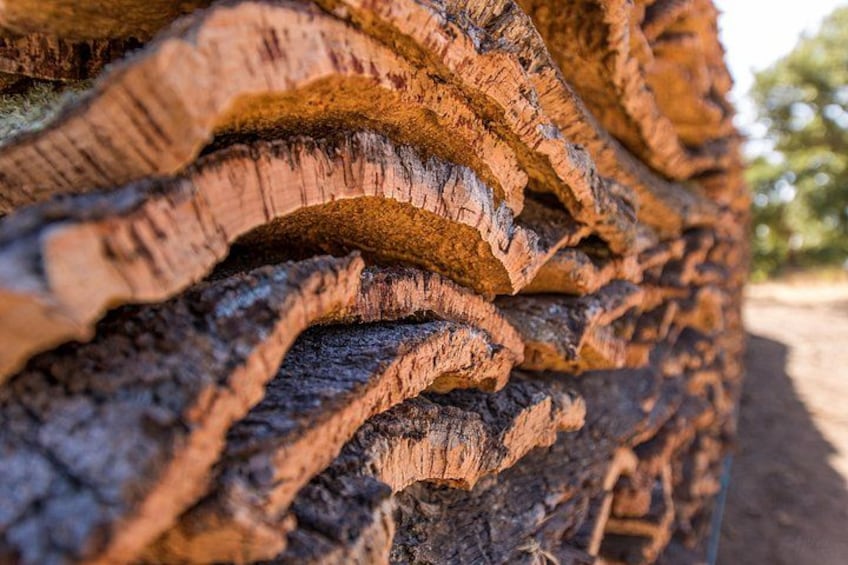 A close-up of a tree trunk with distinct, layered bark patterns. 5