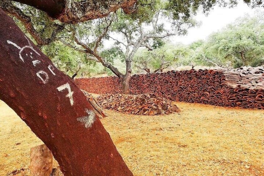 A tree with graffiti, a pile of logs, and a stone wall in a dry, open landscape. 1