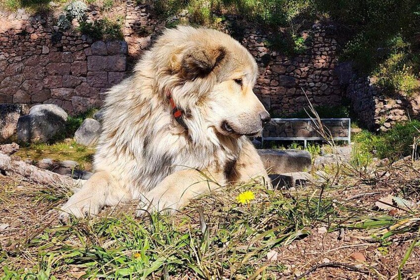 A large, fluffy dog with a red collar lying on the ground in a natural setting with rocks and sparse vegetation. 4