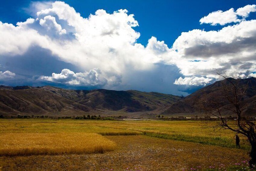 A mountainous landscape with a field of golden crops and a clear blue sky. 5