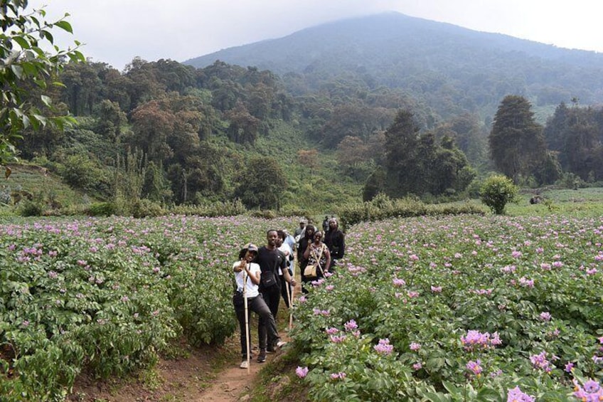 A group of people walking through a field of pink flowers with a mountainous landscape in the background. 3