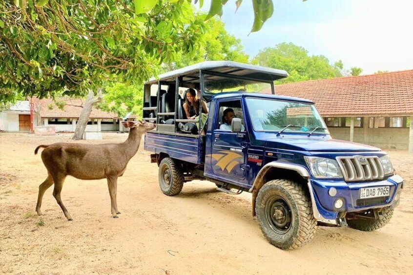 Kumana National park Full day safari 