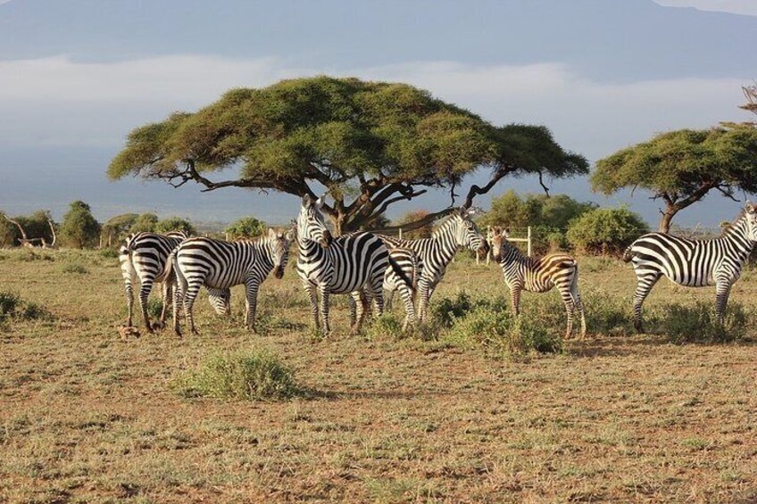 5 Days/4 Nights Kenya Safari