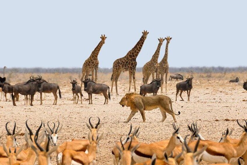 A savannah landscape with giraffes, wildebeests, and a lion. 4