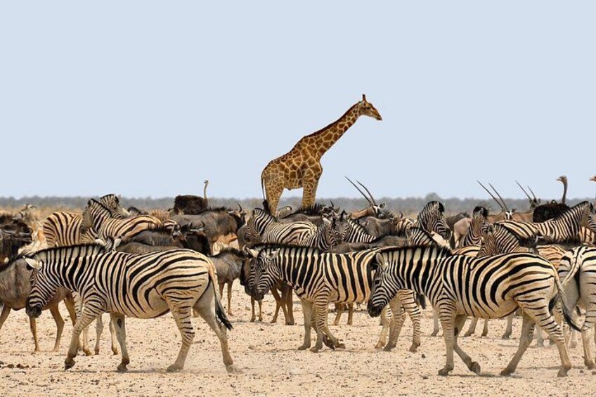 A giraffe standing among a herd of zebras in a dry, open landscape. 5
