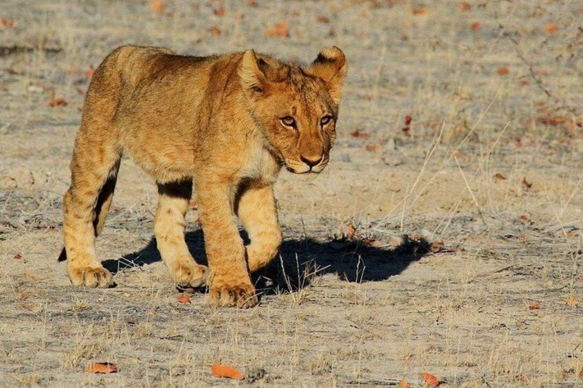 A lion cub walking on a dry grassland with sparse vegetation. 3