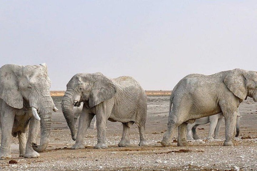 Three elephants walking on a dry, cracked ground. 1