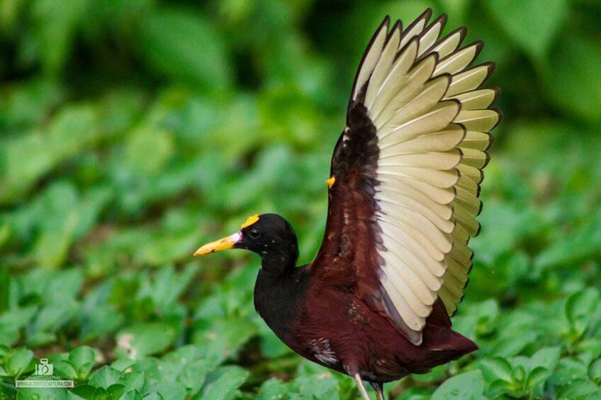 A bird with outstretched wings, a yellow beak, and a dark body standing on green foliage. 2