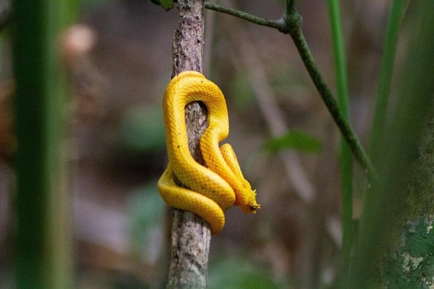 Eye lashed Viper, venomous and exotic 2