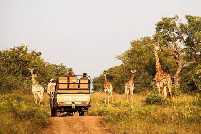 A safari vehicle with passengers, surrounded by giraffes on a dirt road. 1
