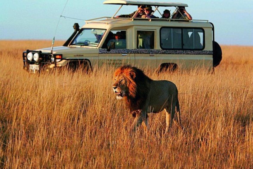 A safari vehicle with passengers, a lion in tall grass, and a clear sky. 5